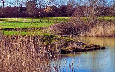 Countesthorpe Ponds (2)