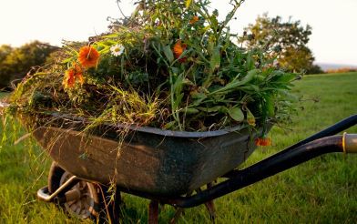 Garden Waste In A Wheelbarrow